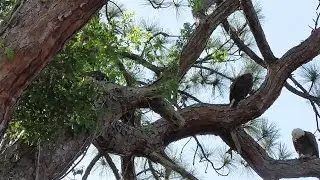 SWFL Eagles_M15 Serves E9 Breakfish Away From The Nest (last sighting of E9) 05-02-17
