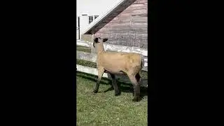 Lot 4   Pullini 21-33 Video