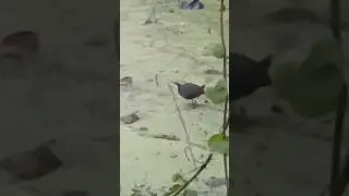 Pet Cat, Pet Dog & Crow, bird, Kolkata India #cat #petcat #pet #petcatvideo #catvideo #crow #dog