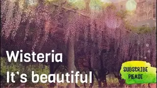 藤の花, Wisteria, Spring in Japan purple flower #藤の花 #wisteria #intokyo #flower #kameidotenjinshrine