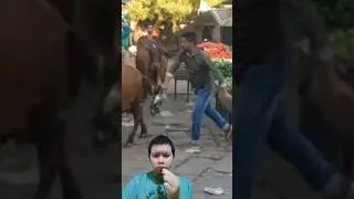 Pukul Sapi di India berujung Ribut