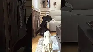 Puppies hate baths with a passion 🤭 #viral #fyp #funnyvideos #Funny #dog