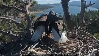 Jackie and Shadow defend nest from intruders | 2.7.26