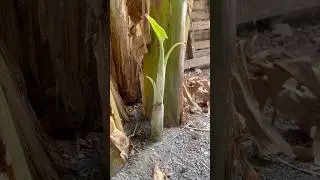 new banana plant #farm #satisfying #gardening