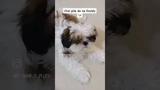 Arf arf! Daddy, ek chhoti si chai ki slurp milegi? #puppyloveforever #shihtzu #cutebaby  #trending