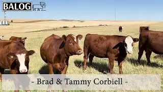 Brad & Tammy Corbiell Bred Heifers