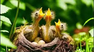 Harmony in Nature: European Robin🐦 and Piano🎻 Melodies |nature|european robin|beautifulbirds|BBView|