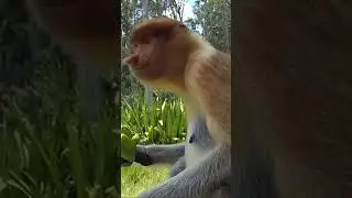 The Proboscis Monkey of BORNEO 🐵🐵🐵