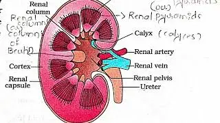 #Human#Excretory#System#kidney#Nephron#Structure#