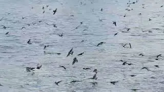 Tree swallow swarm on the Fox River
