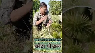 Stop Hair fall in Free | टूटे झड़ते बालों का Free इलाज, xanthium plant