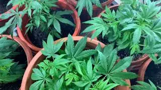 Week 8 BagSeed Grow 2 weeks until Flower