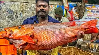 KASIMEDU 🔥 SPEED SELVAM | BIG SIZE RED SNAPPER FISH CUTTING VIDEO | 4K VIDEO | KM FISH CUTTING 