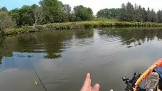 Trout jumps 3 feet out of the water