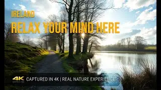 🌲 Relaxing 15-Min Forest Walk in Ireland | Nature Sounds, No Music