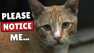 If Your Cat Does THIS, They&rsquo;re Desperate for Your Attention