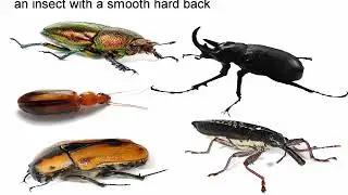 beetle meaning