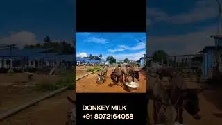 Donkey farming in Chennai | Donkey milk | donkey dung #agriculture #donkeymilk #shorts