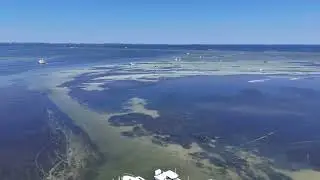 Port St Joe, Florida / St Joseph's Bay Opening Morning Scallop Season 2025