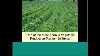 Principles of Weed Identification and Control in Vegetable Gardens