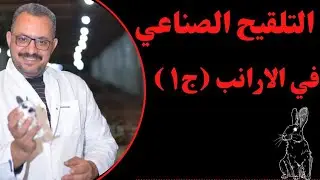 التلقيح الصناعي للارانب(الجزء الأول)