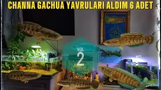 CÜCE YILINBAŞ YAVRUSU ALDIM 6 ADET (CHANNA GACHUA) VOLL 2