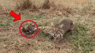 Mann rettet weinende Wildkatze aus Falle &ndash; was dann passiert, ist unglaublich