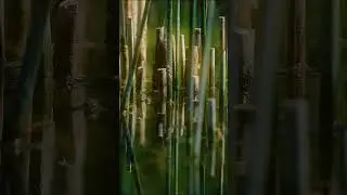 Nikola Tesla 999 Hz | 3-6-9 Frequencies | Meditation & Relaxation