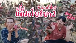 ฝรั่ง‘แดงอโยธยา3‘ ปลูกทำผลดีมั้ย? ให้ผลผลิตดีหรือเปล่า? มาดูกัน!