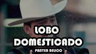Panter Belico - Lobo Domesticado (Corridos Belicos 2023)