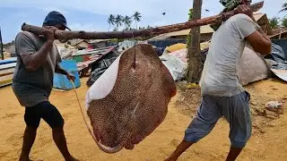 Amazing! Massive Stingray Fish Harvest In The Traditional Fishing Village Hard Working Life