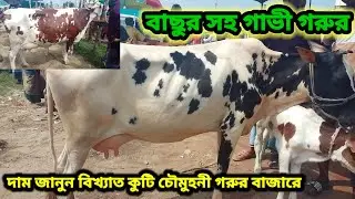 গাভী গরুর দাম জানুন বিখ্যাত কুটি চৌমুহনী গরুর বাজারে 