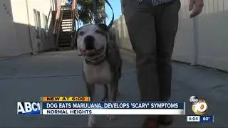 Dog eats marijuana, develops 'scary' symptoms