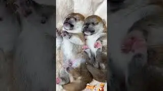 The Daily Pawcast n&deg;244