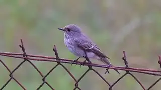 Lejsek &scaron;ed&yacute; / Muscicapa striga / Spotted Flycatcher