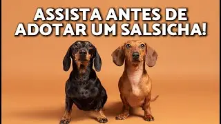 TUDO o que voc&ecirc; PRECISA sobre os CACHORROS SALSICHA 🌭🐶🤎 FATOS SURPREENDENTES sobre a ra&ccedil;a DACHSHUND