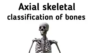 Axial Skeleton and Classification Of Bones