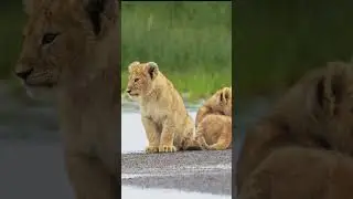 Unique Behaviors of Lion Cubs When It Rains 🦁 #lioncubs #shorts #youtube #animals