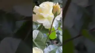 The Most Beautiful Flowers Collection 8K ULTRA HD / 8K TV