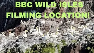 Bass Rock Boat Trip | Seabirds, Seals & BBC Wild Isles Magic!