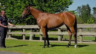 NZB Ready To Run Ocean Park x Pastrana filly