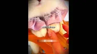 Непослушного кота поймали.