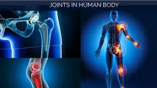 The 4 Types of Joints - Joints in Human Skeleton, Short Explanation
