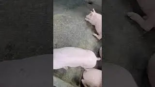 eat now tulog later 🐷🐷🐷 #piggies #pig #piggiesfun #animal #trending #piggylove #farm #piggy #baby