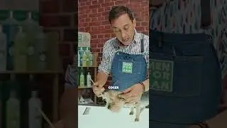 As&iacute; se CORTA el PELO de las OREJAS en un YORKSHIRE