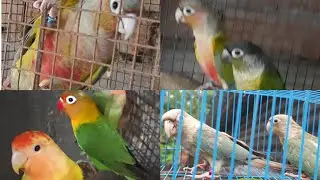 breeding box || blue pineapple,yellow side + pineapple || red factor pineapple conure progress