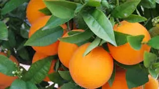 La naranja del Valle del Guadalquivir, Palma del río, Sevilla