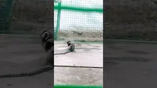 Pygmy Marmoset Monkey 🐒 &bull; crinGe aatMa 👻 &bull; #cringeaatma #marmosetmonkey