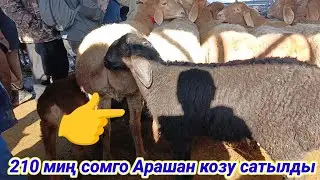 1 Февраль Сокулук кой базар