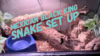 Mexican black king snake Care